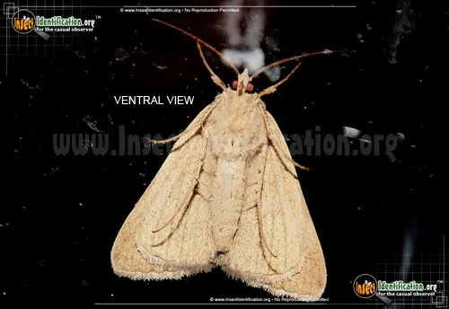 Forage Looper Moth - photo 8