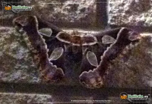 Forbes' Silk Moth - photo 2