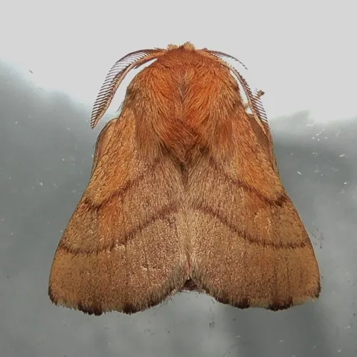 Forest Tent Caterpillar Moth