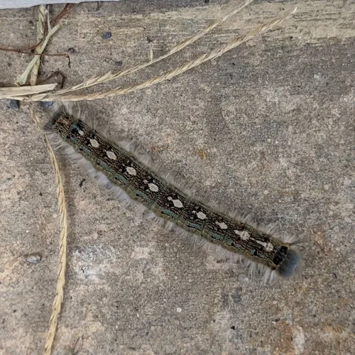 Forest Tent Caterpillar Moth - photo 4