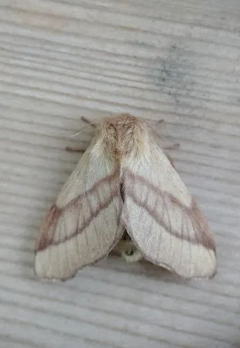 Forest Tent Caterpillar Moth - photo 5