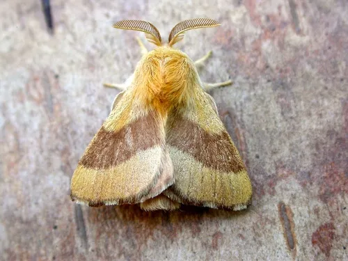 Forest Tent Caterpillar Moth - photo 6