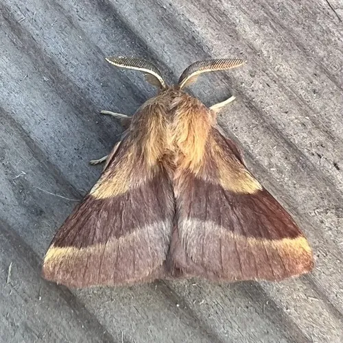 Forest Tent Caterpillar Moth - photo 7