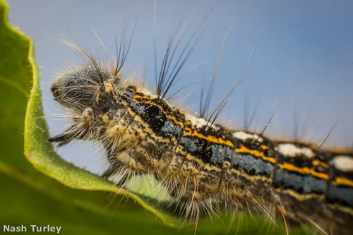 Forest Tent Caterpillar Moth - photo 8