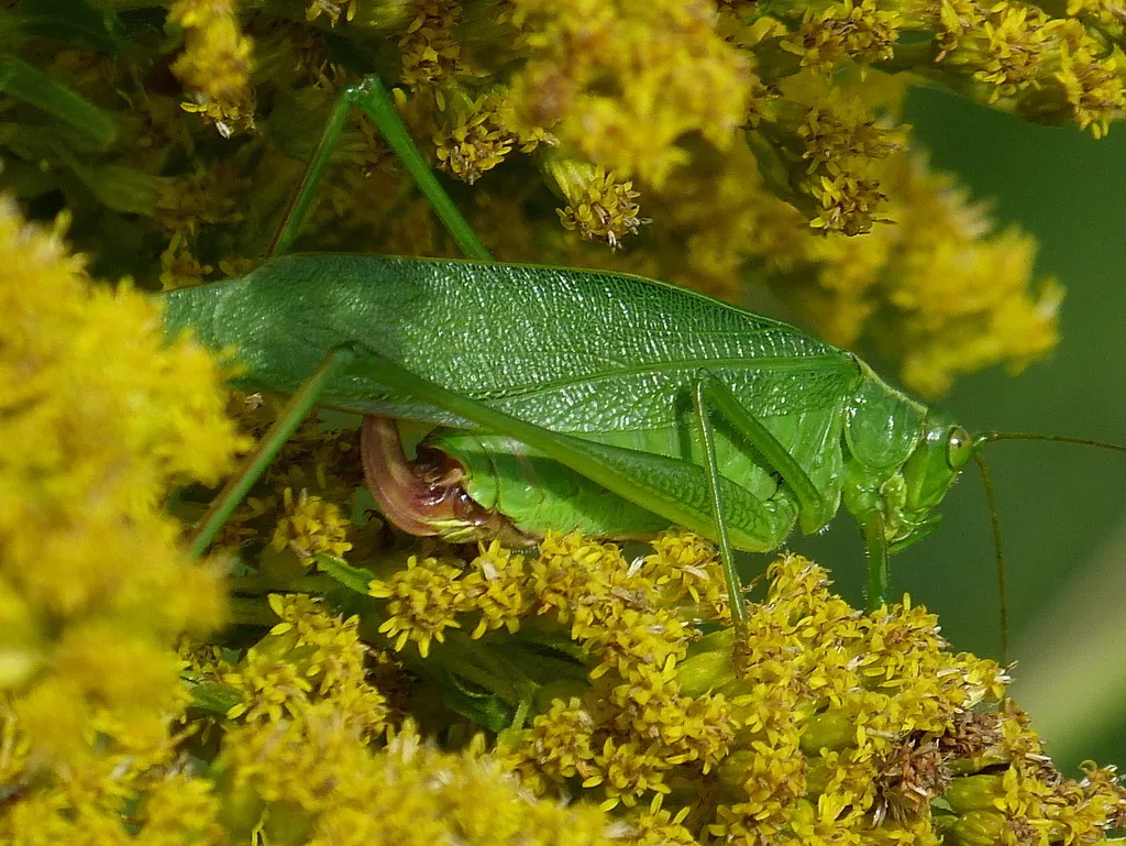 Fork-tailed Bush Katydid - photo 2