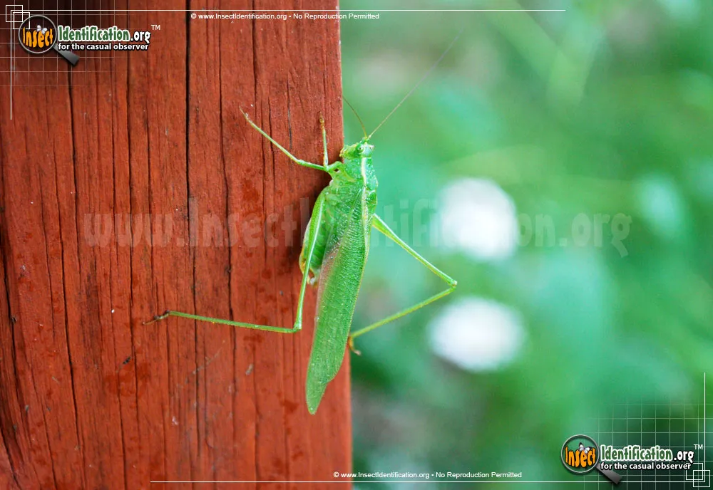 Fork-tailed Bush Katydid - photo 4