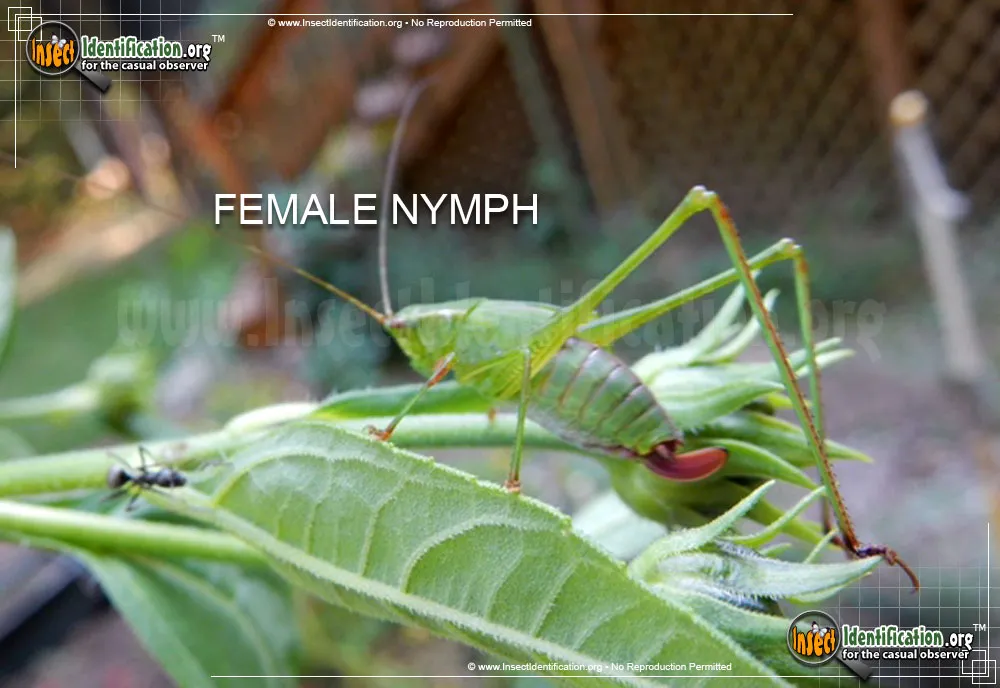 Fork-tailed Bush Katydid - photo 5