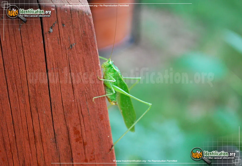 Fork-tailed Bush Katydid - photo 6
