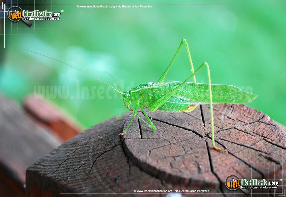 Fork-tailed Bush Katydid - photo 7