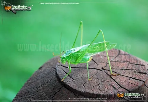 Fork-tailed Bush Katydid - photo 8