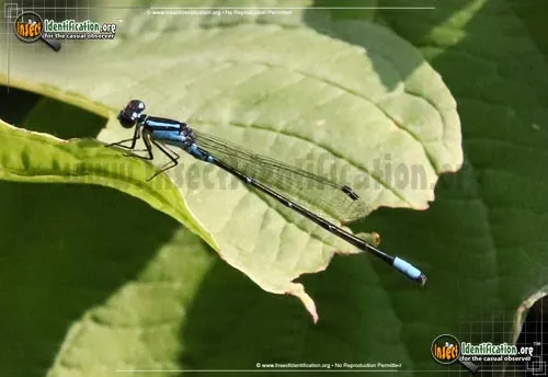 Forktail Damselflies - photo 2