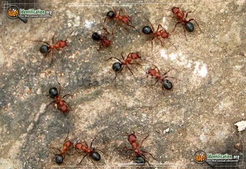 Formica Ant - photo 2