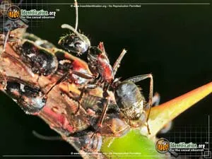 Formica Ant - photo 3