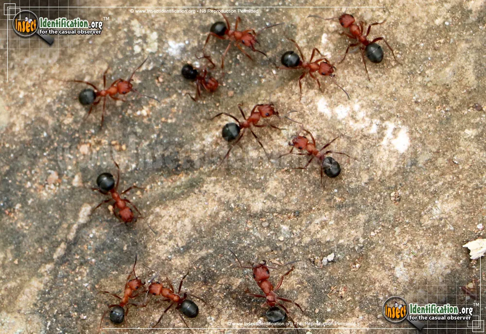 Formica Ant - photo 4