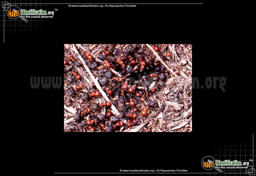 Formica Ant - photo 5