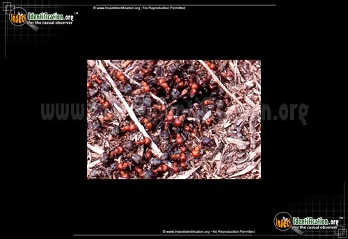 Formica Ant - photo 6
