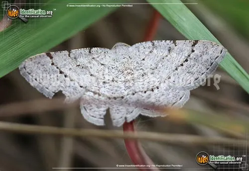 Four-barred-Gray Moth - photo 2