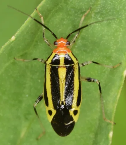 Four-lined Plant Bug