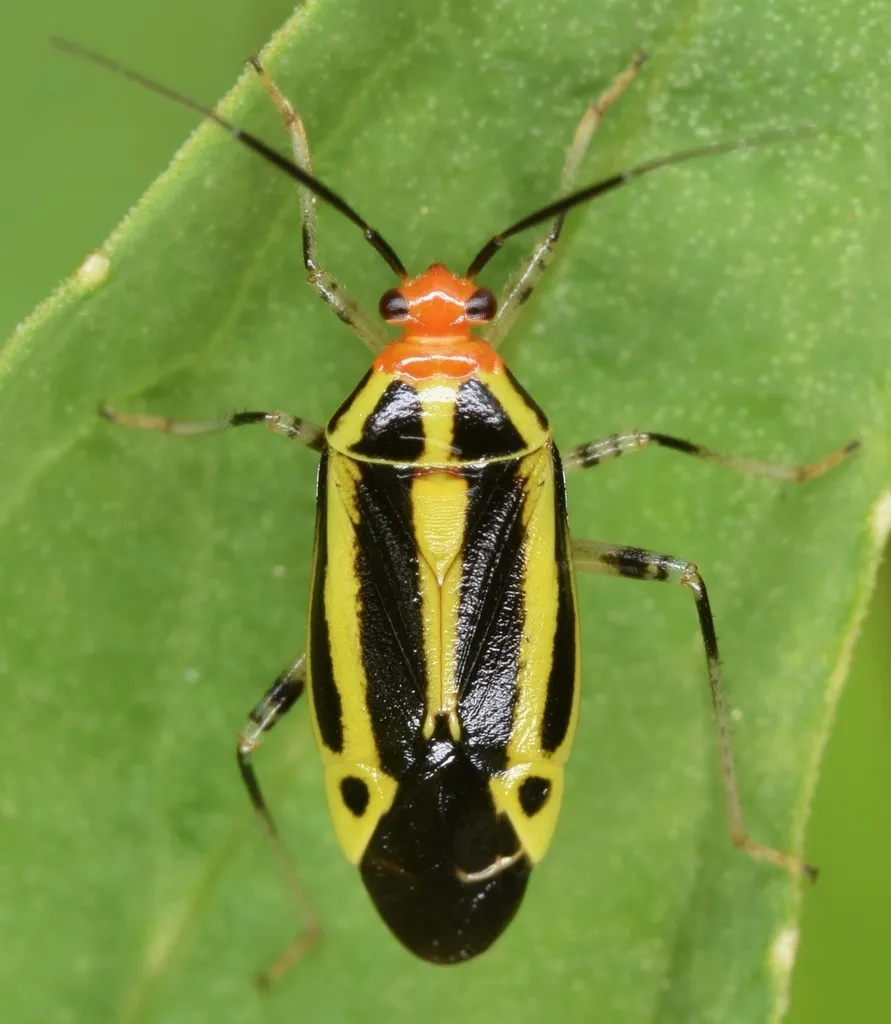 Four-lined Plant Bug - photo 2