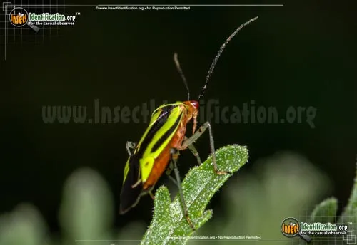 Four-lined Plant Bug - photo 4
