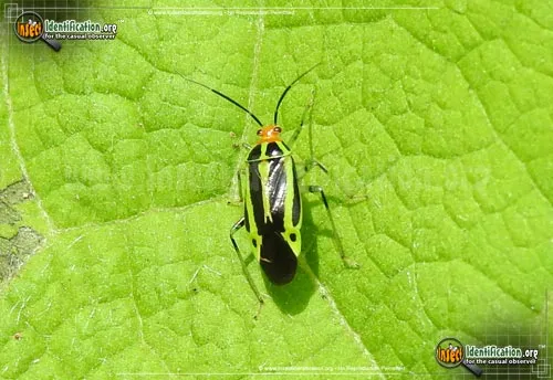 Four-lined Plant Bug - photo 7