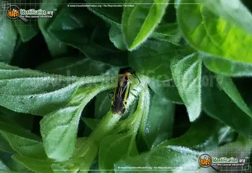 Four-lined Plant Bug - photo 8