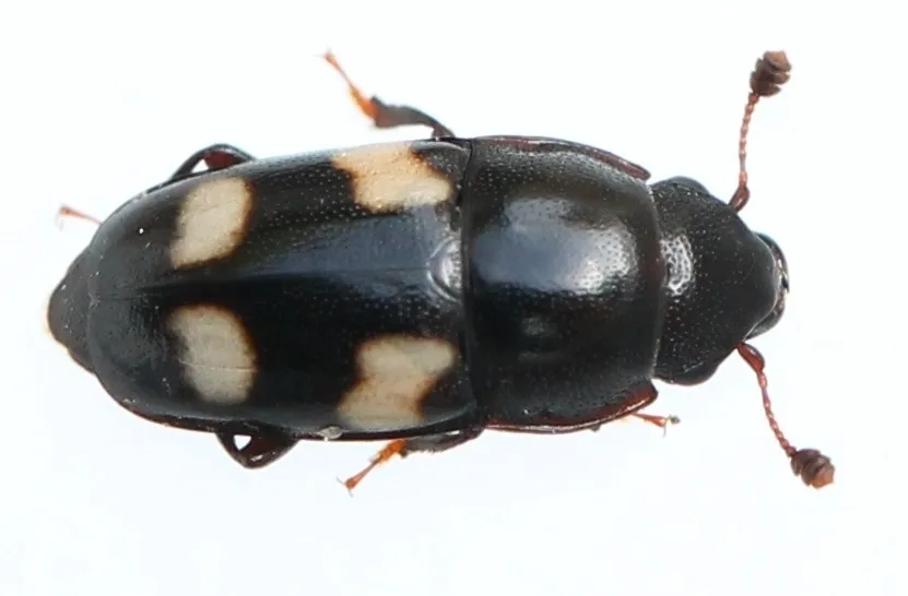 Four-spot Sap Beetle - photo 2