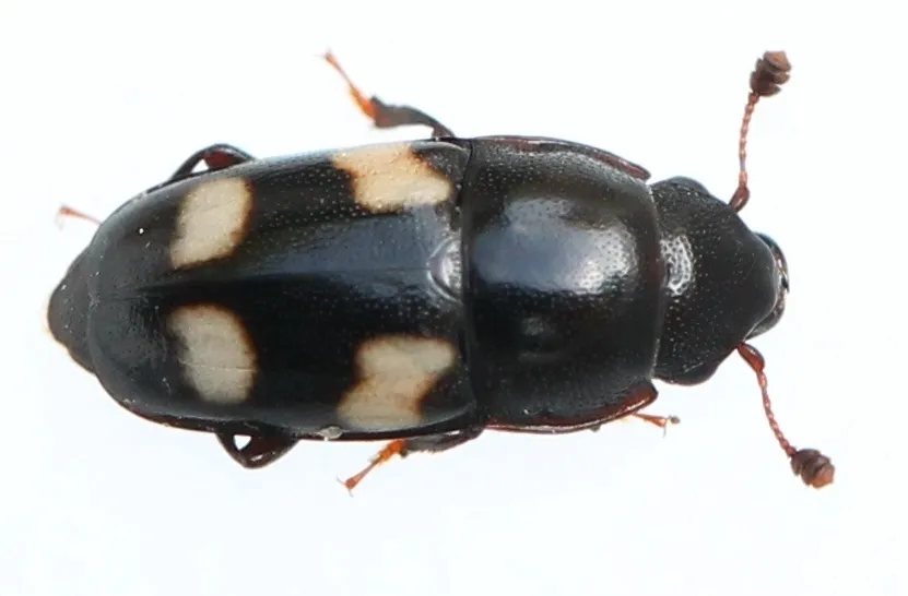 Four-spot Sap Beetle - photo 3
