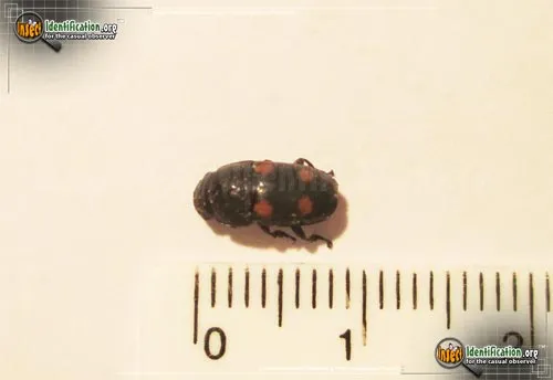 Four-spot Sap Beetle - photo 4
