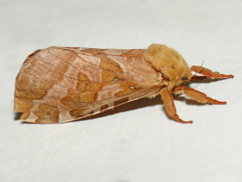 Four-spotted Ghost Moth - photo 2