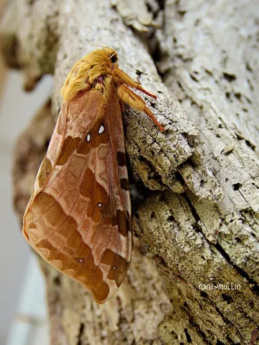 Four-spotted Ghost Moth - photo 4