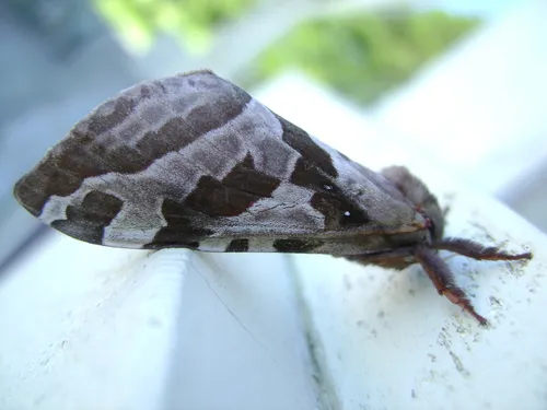 Four-spotted Ghost Moth - photo 5