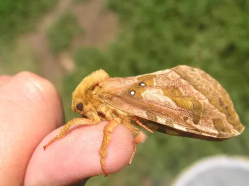 Four-spotted Ghost Moth - photo 6