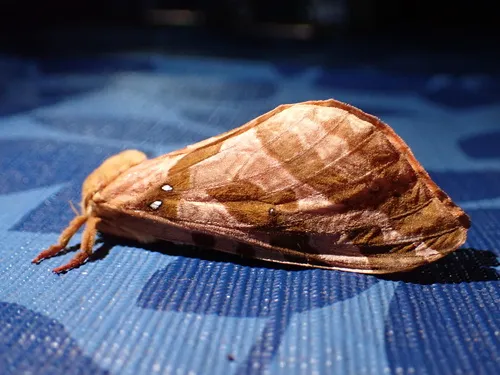 Four-spotted Ghost Moth - photo 7