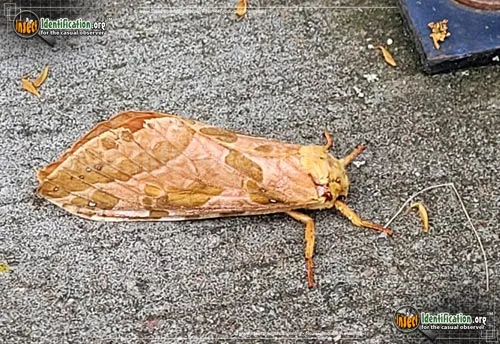 Four-spotted Ghost Moth - photo 8