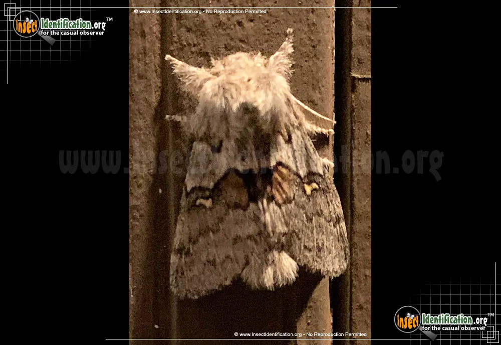 Four-spotted Gluphisia Moth