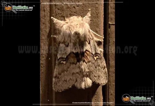 Four-spotted Gluphisia Moth - photo 2