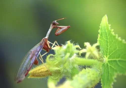 Four-spotted Mantidfly