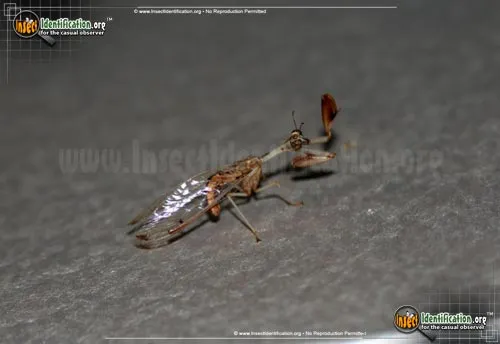 Four-spotted Mantidfly - photo 4