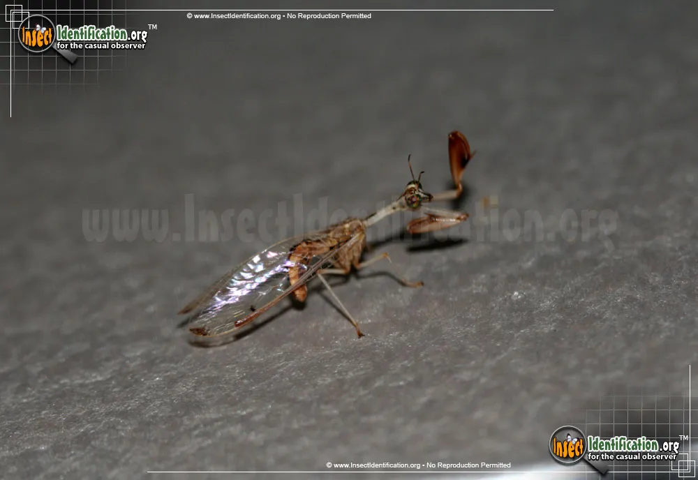 Four-spotted Mantidfly - photo 5