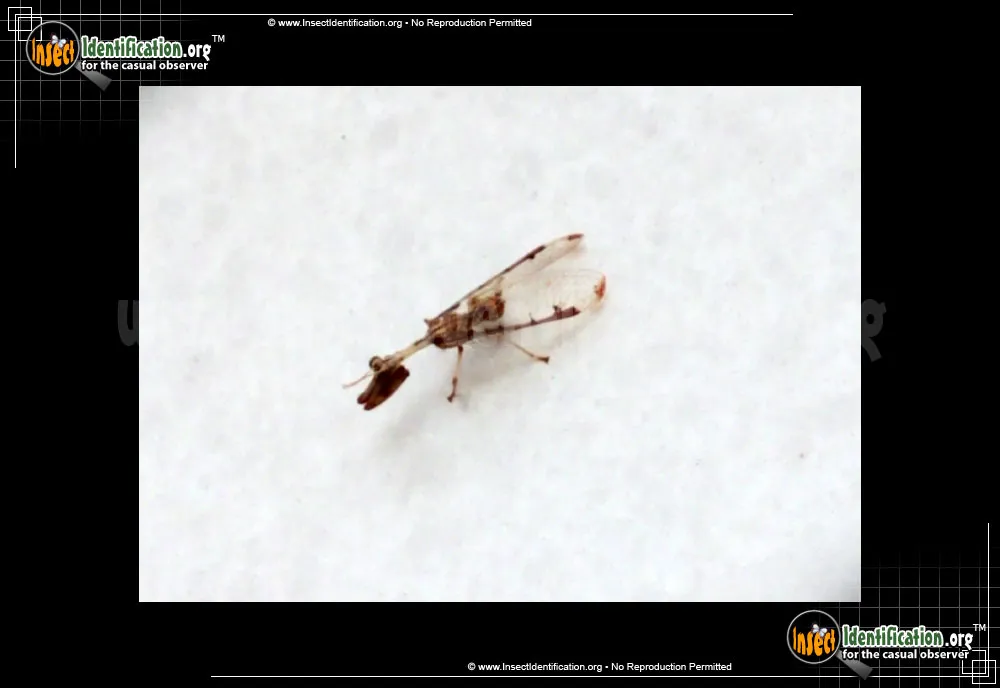 Four-spotted Mantidfly - photo 6