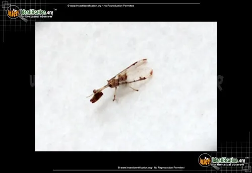 Four-spotted Mantidfly - photo 7