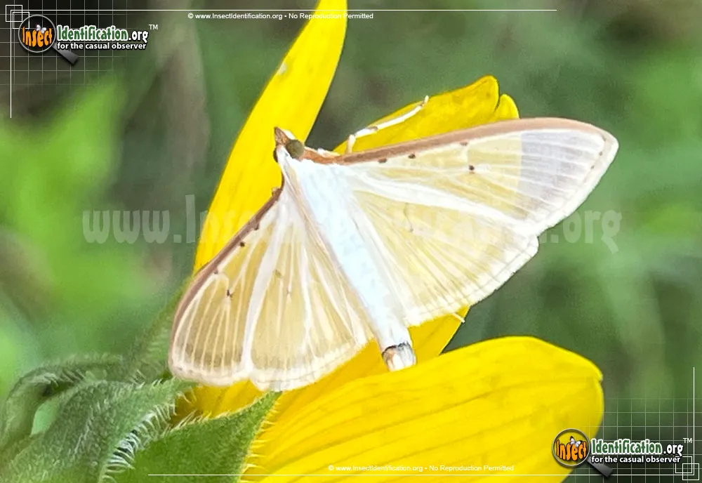 Four-spotted Palpita Moth - Palpita quadristigmalis