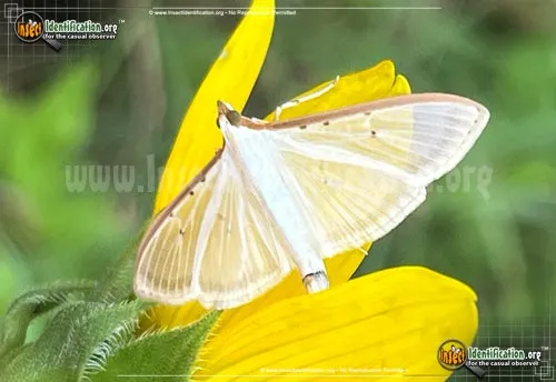 Four-spotted Palpita Moth - photo 2