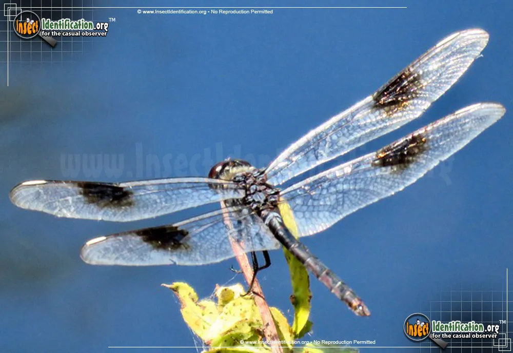 Four-spotted Pennant