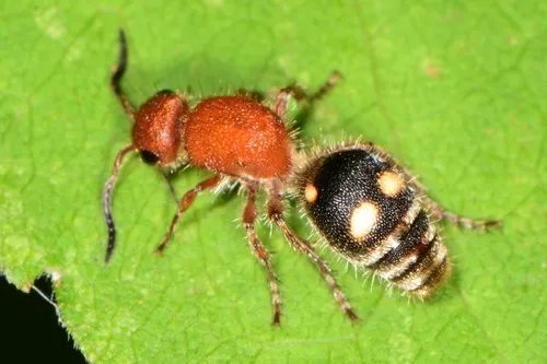 Four-spotted Velvet Ant