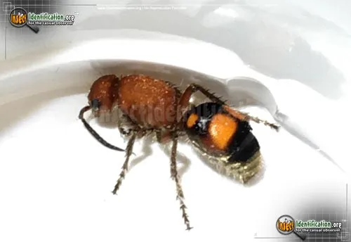 Four-spotted Velvet Ant - photo 4
