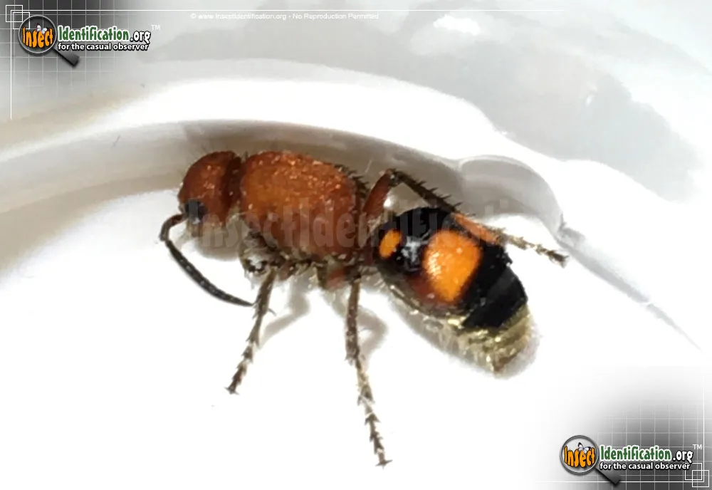 Four-spotted Velvet Ant - photo 5