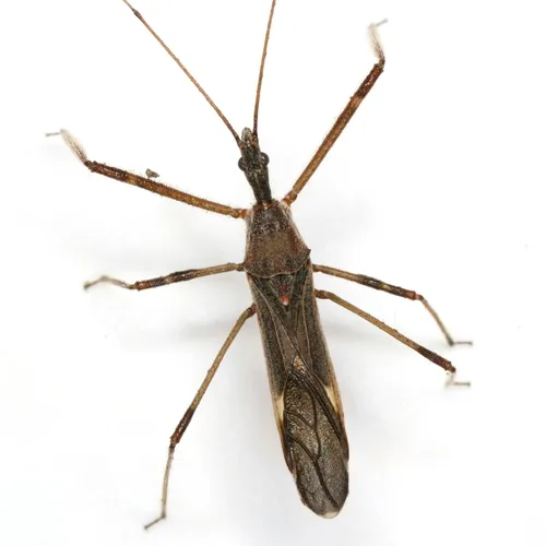Four-spurred Assassin Bug