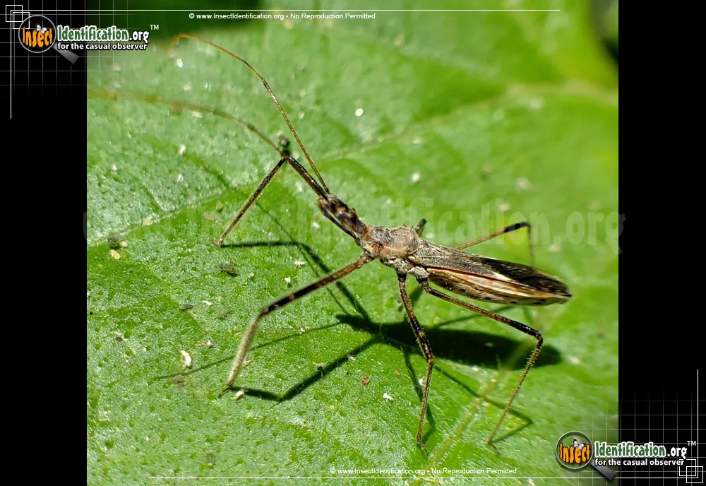 Four-spurred Assassin Bug - photo 3